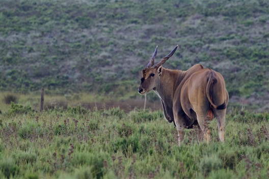 Nuwejaars Wetlands Wildlife Guided Tours